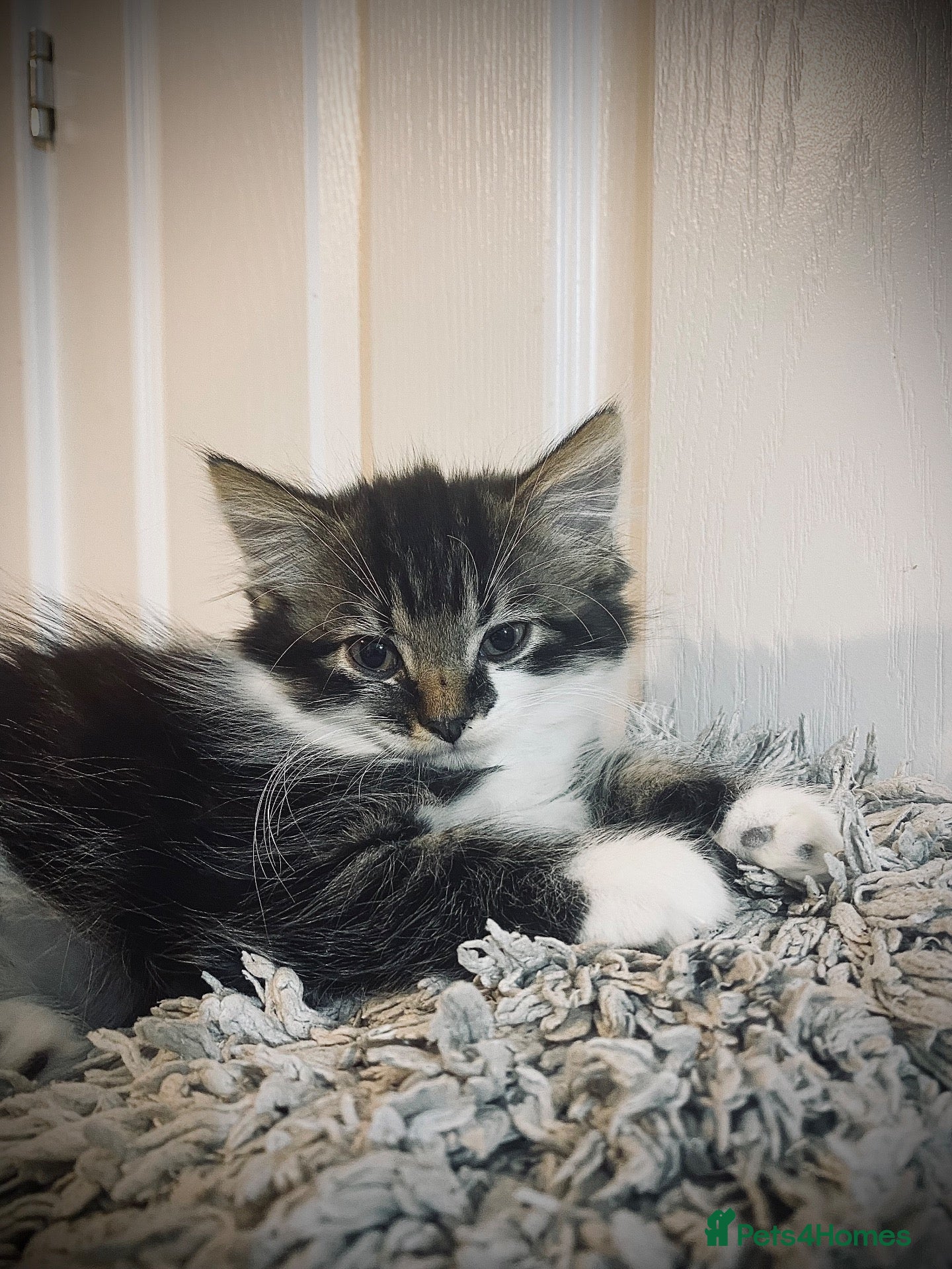 British Longhair cats for sale: Gorgeous fluffy kittens - Advert 1