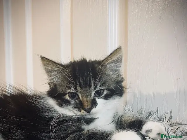 British Longhair cats for sale: Gorgeous fluffy kittens - Advert 1