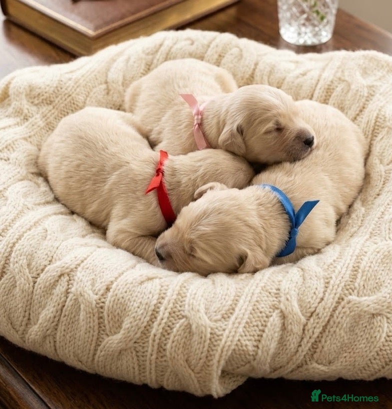Dachshund dogs Cream Miniature Dachshund long-haired  - Advert 12