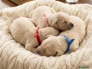 Dachshund dogs Cream Miniature Dachshund long-haired - Advert 12