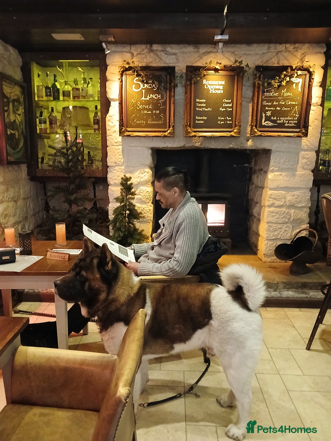 Akita dogs for stud: American Akita For Stud  - Advert 1