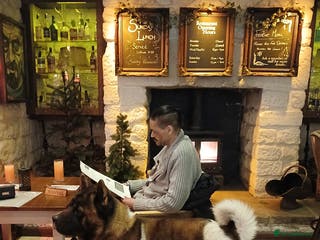 Akita dogs American Akita For Stud - Advert 1