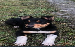 Mixed Breed dogs for sale: Sweet 1 year Old Dog Looking for a New Home - Image 4