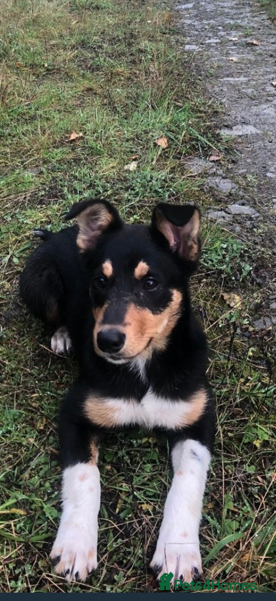 Mixed Breed dogs for sale: Sweet 1 year Old Dog Looking for a New Home - Image 4