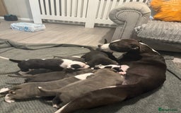 Staffordshire Bull Terrier dogs for sale: Beautiful Staffordshire bull terrier puppies  - Image 10