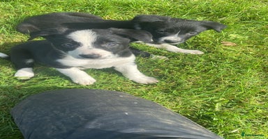 Border Collie dogs - Advert 9