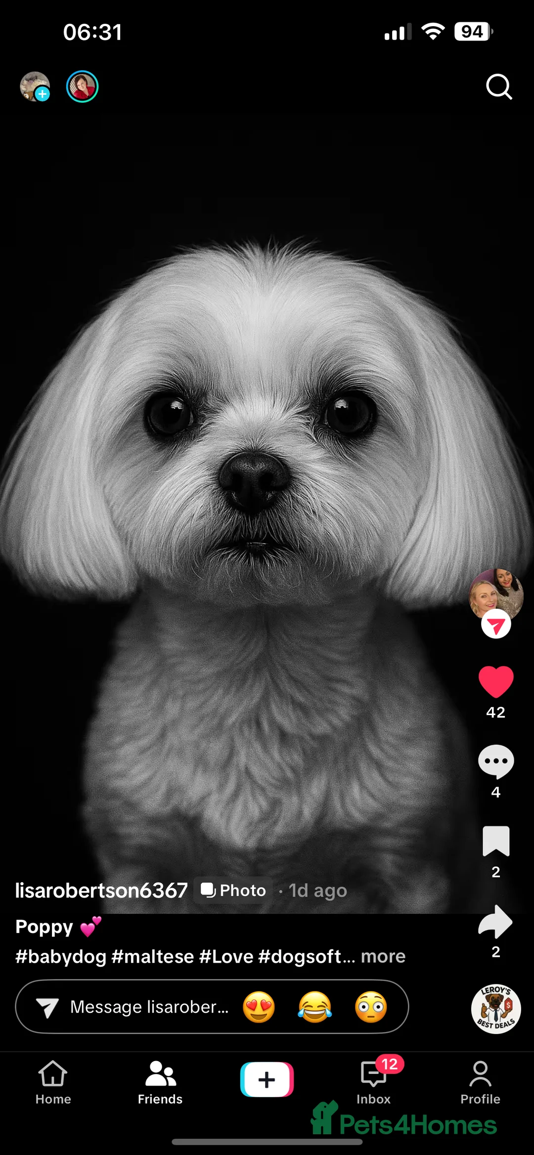 Maltese dogs for stud: KC reg Maltese STUD in Coatbridge - Advert 6