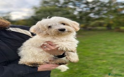 Maltipoo dogs for sale: 🌟LAST 2🌟 Black+White Boy 🐼 Biscuit+White Girl🍪 - Image 22