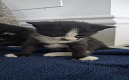Domestic Shorthair cats for sale: 6 black and white Semi-Domestic kittens - Image 6