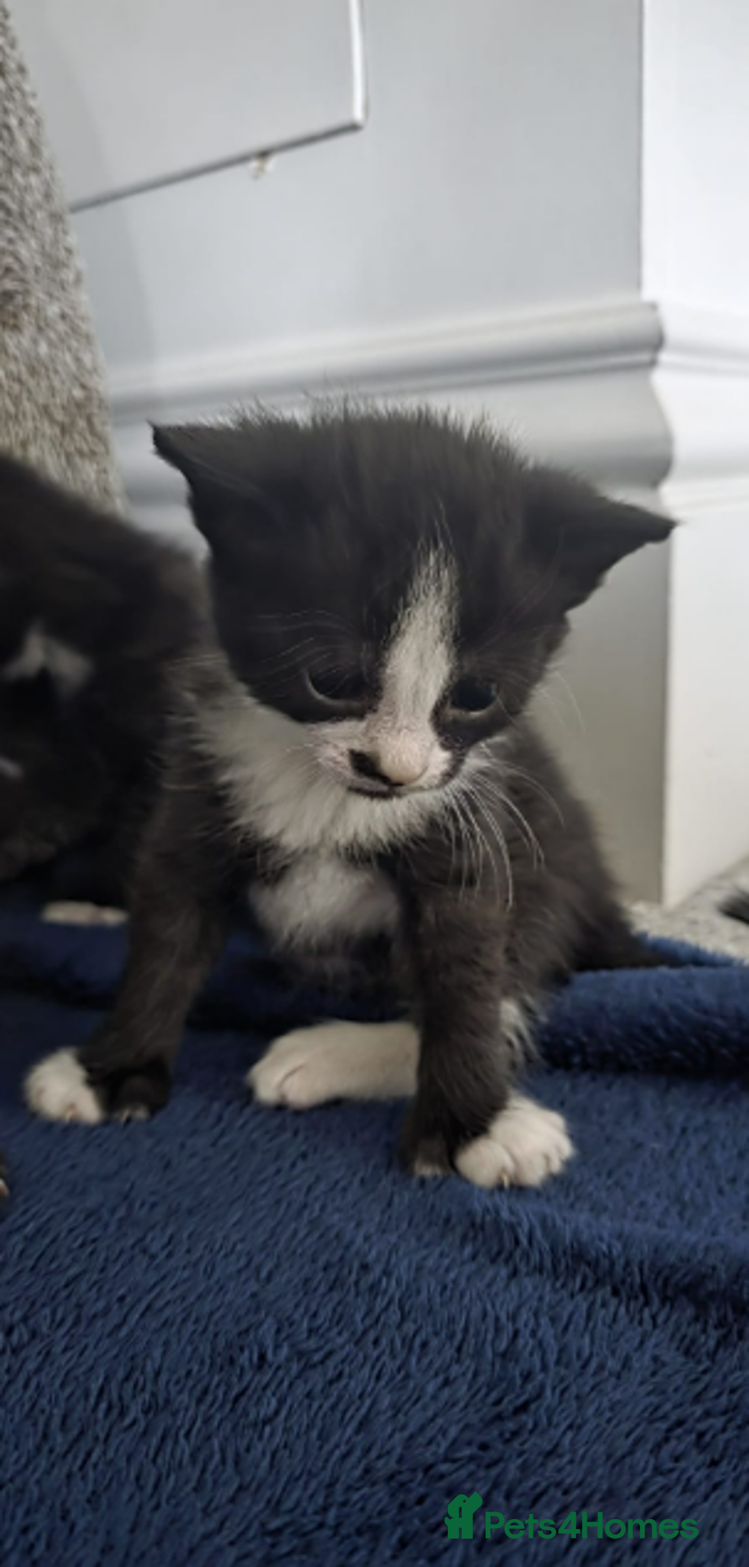 Domestic Shorthair cats for sale: 6 black and white Semi-Domestic kittens - Image 6