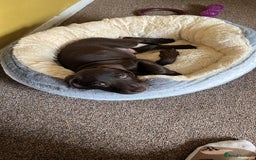 Mixed Breed dogs for sale: Stunning GSP X cocker spaniel  - Image 3