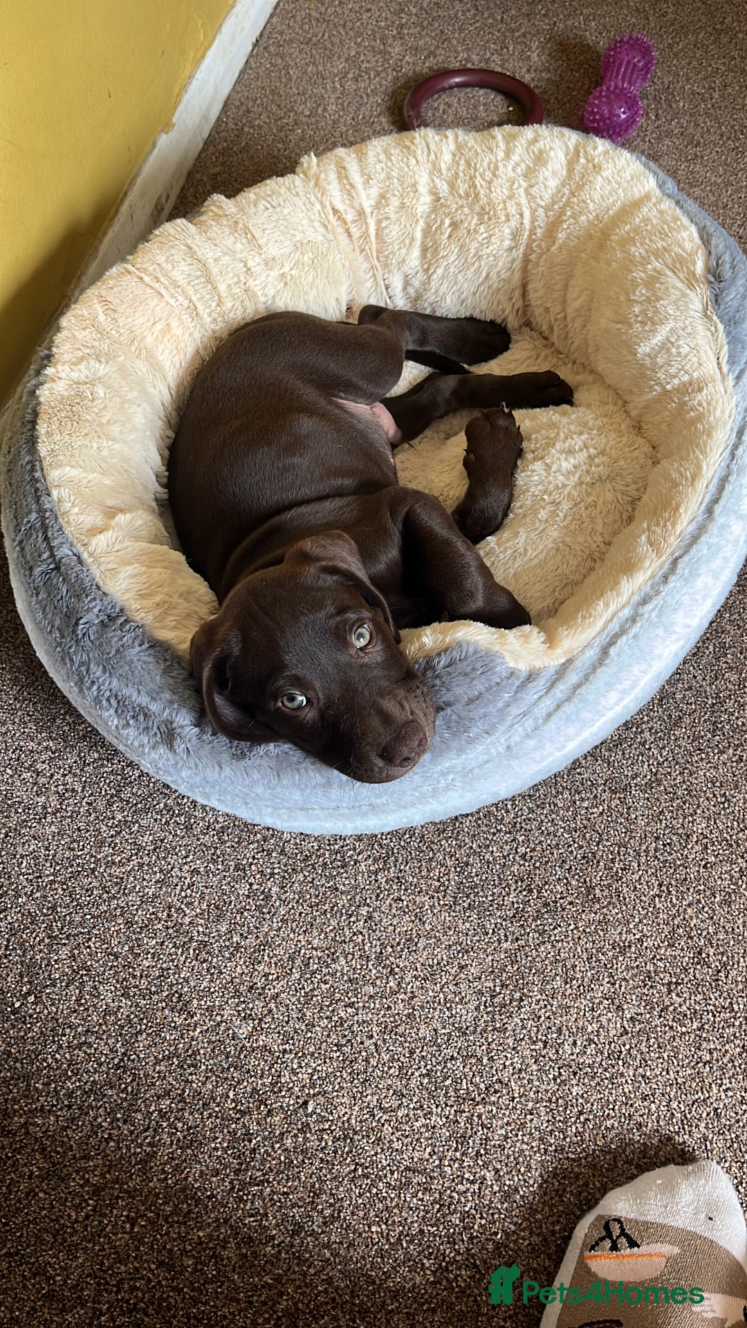 Mixed Breed dogs for sale: Stunning GSP X cocker spaniel  - Image 3