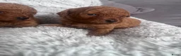 Cavapoo dogs for sale: F1b cavapoo puppy’s  - Advert 9
