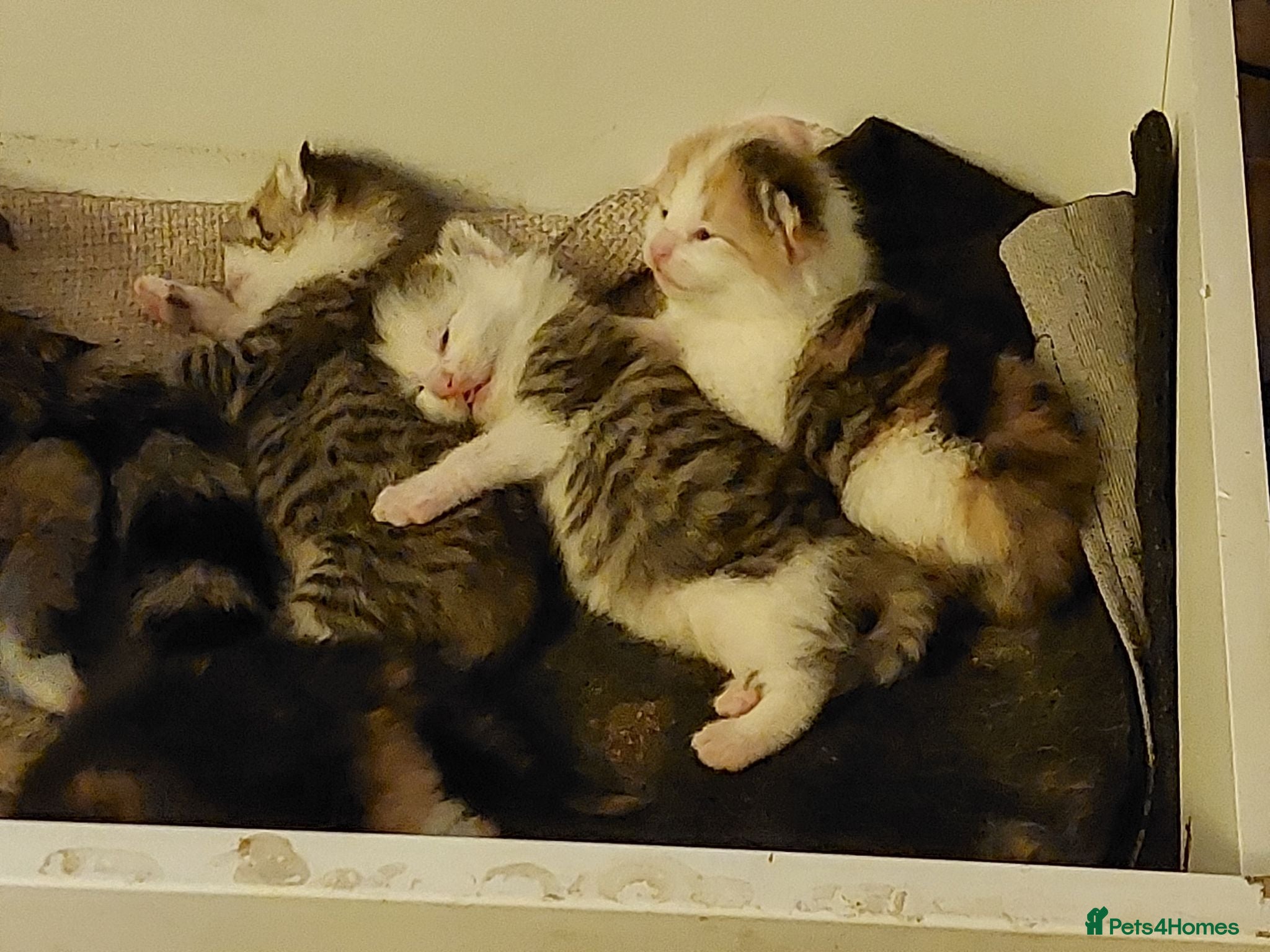 British Shorthair cats Two dark tabby/ginger longhair kittens  - Advert 1