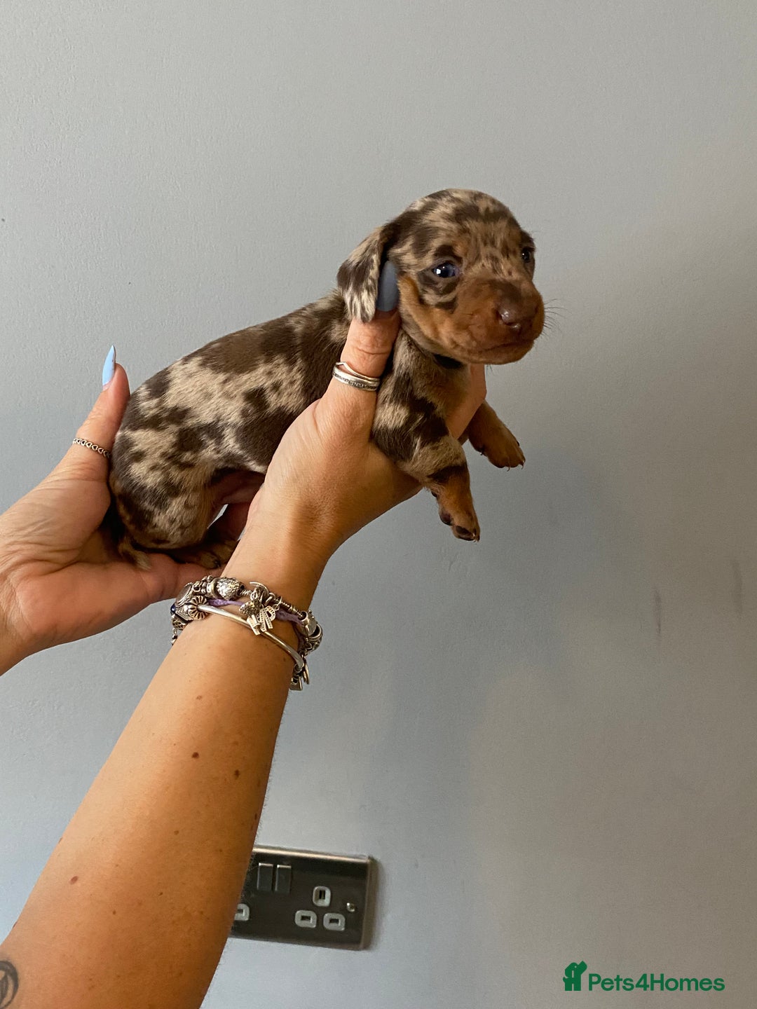 Dachshund dogs for sale: 6 little Dacshund puppies! 2 Dapples!  - Image 8