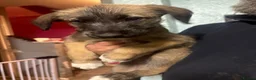 Mixed Breed dogs for sale: Last 3 beautiful whippet lurcher pups  in Stoke-on-Trent - Advert 12