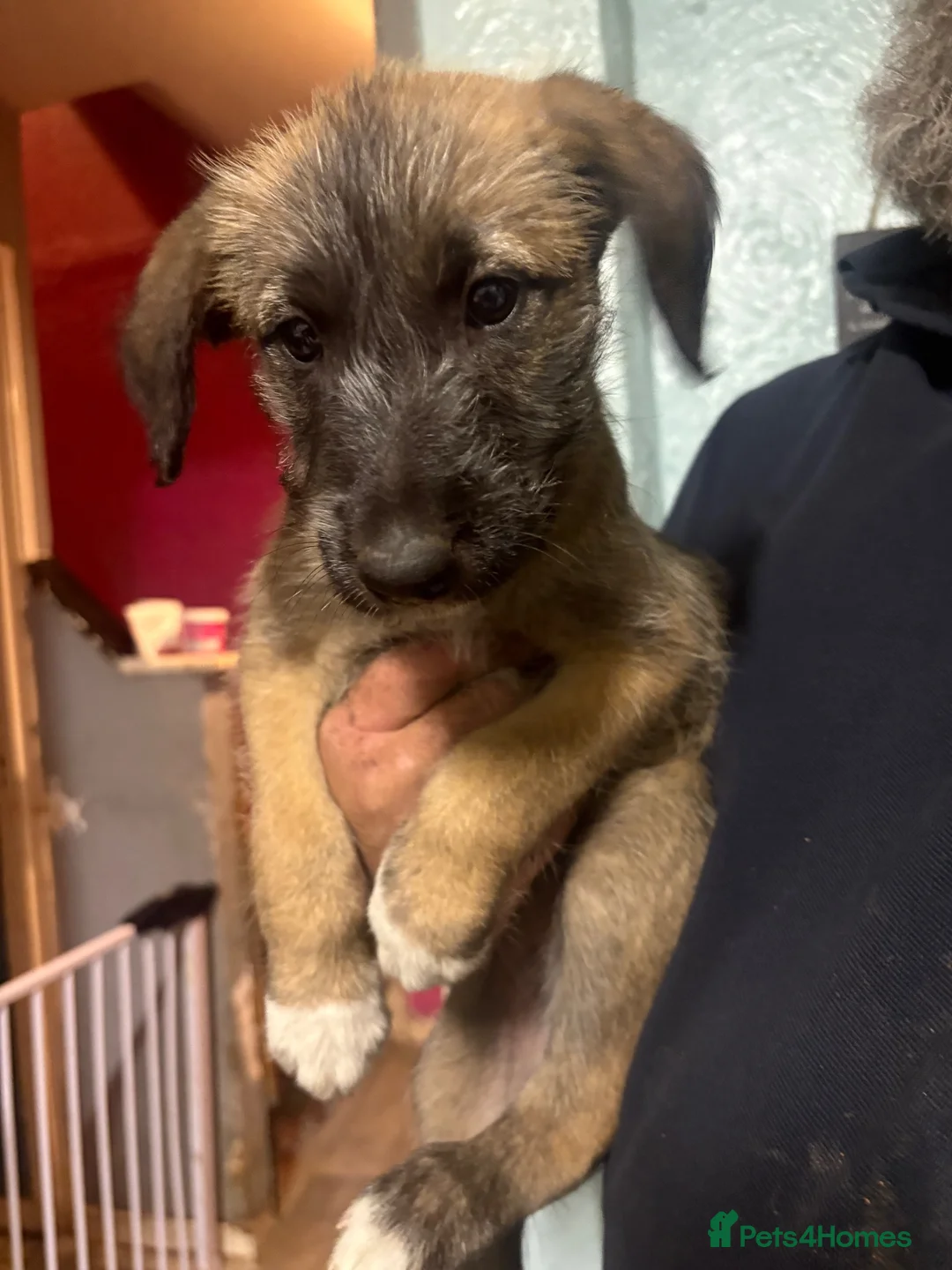 Mixed Breed dogs for sale: Last 3 beautiful whippet lurcher pups  in Stoke-on-Trent - Advert 12