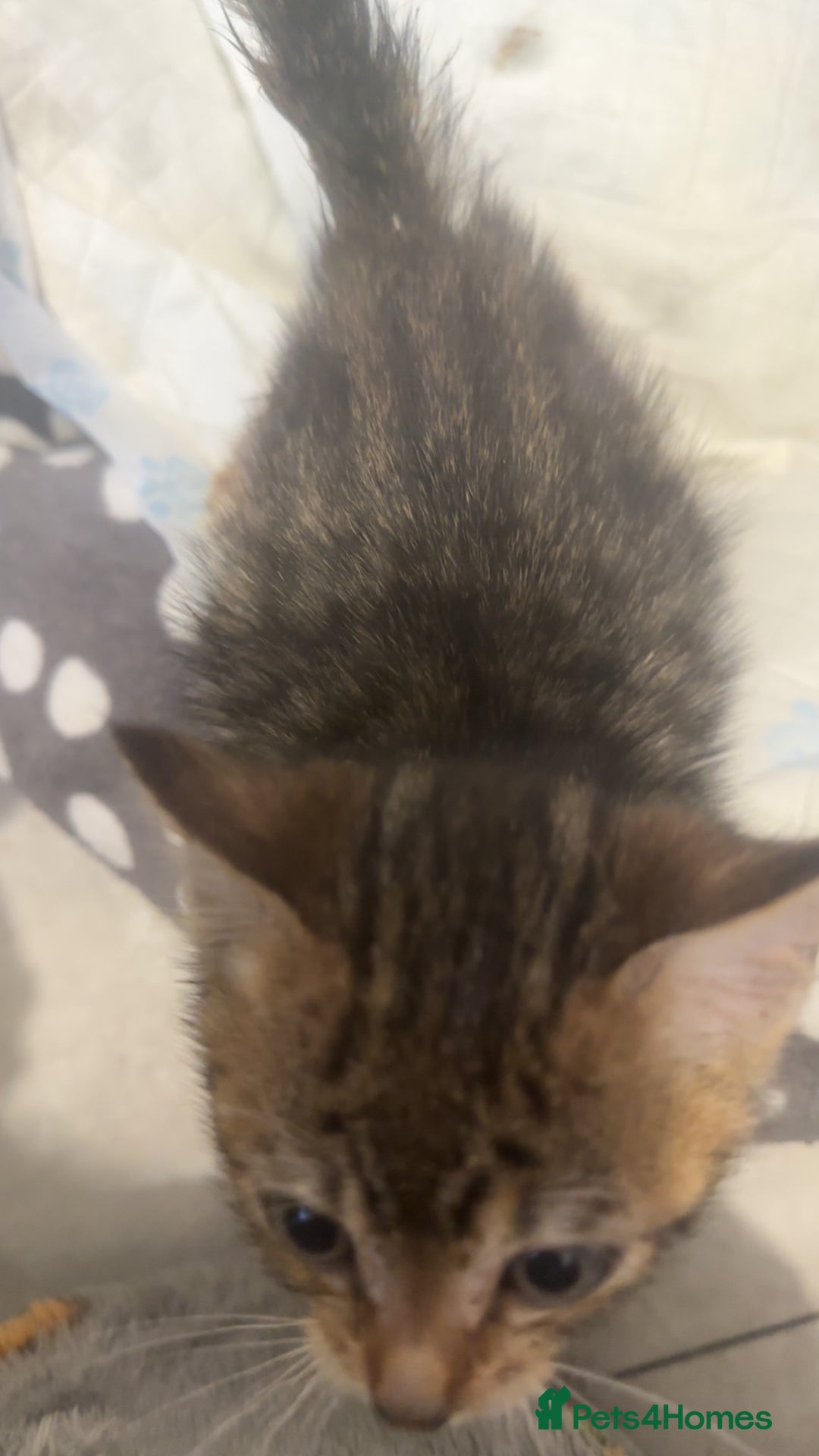 Bengal cats for sale: Male Bengal cross kitten from champion lines - Advert 4