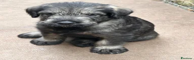 Giant Schnauzer 4
