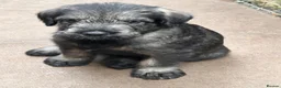 Giant Schnauzer dogs for sale: Very Rare pepper & salt giant schnauzer puppies in Derby - Advert 9