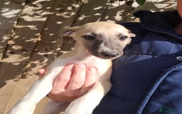Whippet dogs for sale: Kc reg whippet litter.  male & female available - Image 1