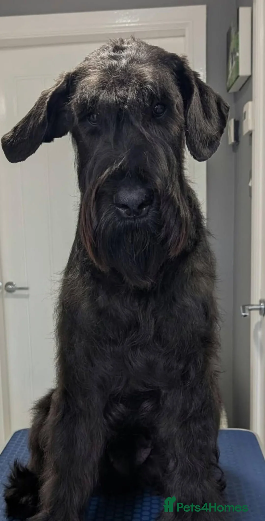Giant Schnauzer dogs for adoption: ***FERN RESCUE*GIANT SCHNAUZER FOR ADOPTION*** in Glasgow - Advert 2