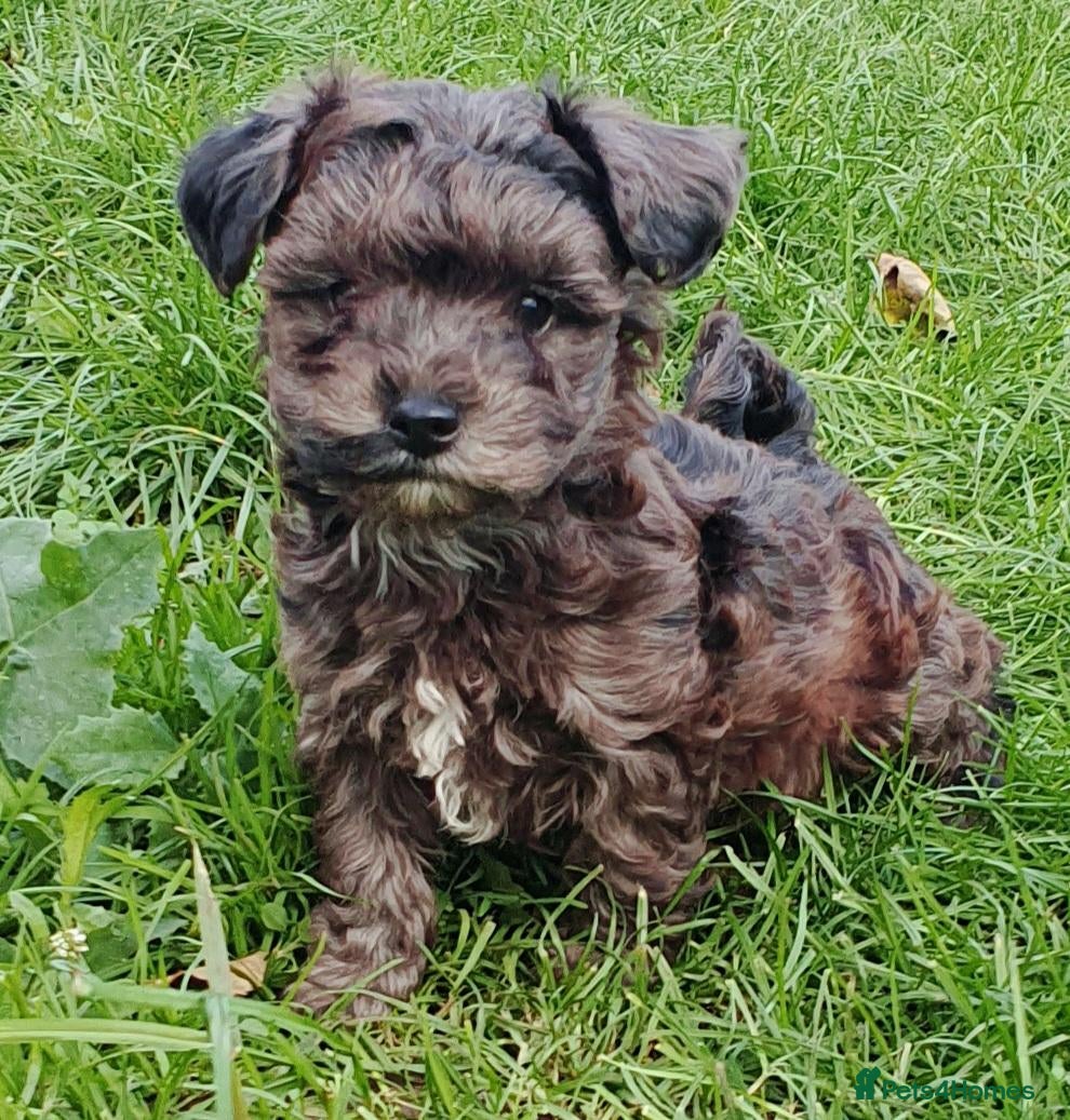 Maltipoo dogs for sale: F1 multipoo toy puppies  - Advert 1