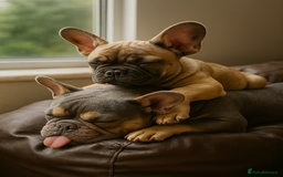 French Bulldog dogs for sale: Rare Sable Frenchie–Raised Right & Ready Now! 🍼🐾 in Preston - Image 5
