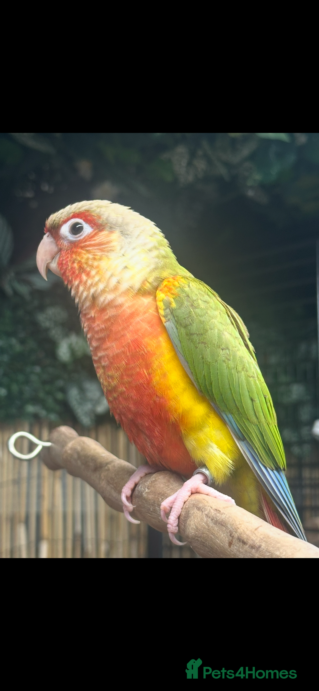 Conures birds for sale: Hand reared Green Cheek Conures  - Advert 2