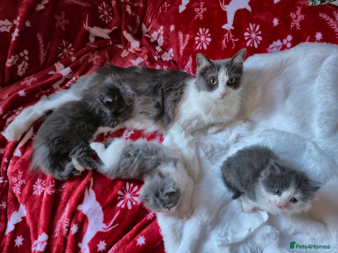 Mixed Breed cats for sale: Ragdoll x - Advert 12