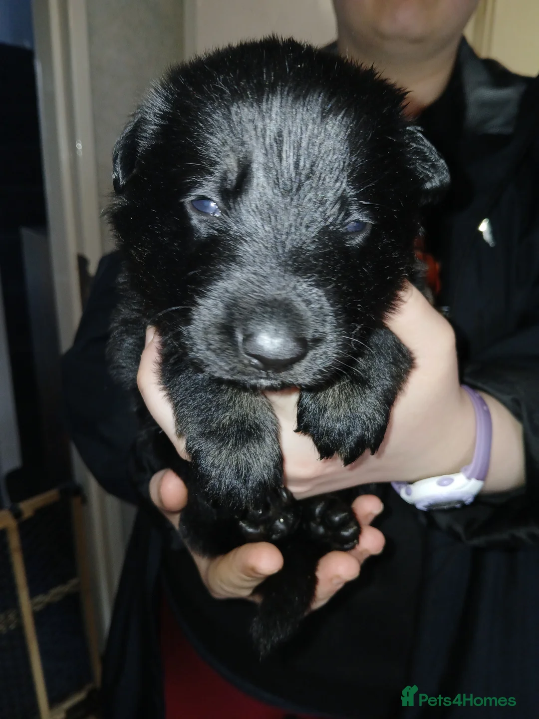 German Shepherd dogs for sale: German shepards puppies - Advert 13