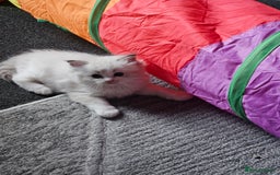 Ragdoll cats for sale: Tica registeeed tabby bicolour ragdolls - Image 30