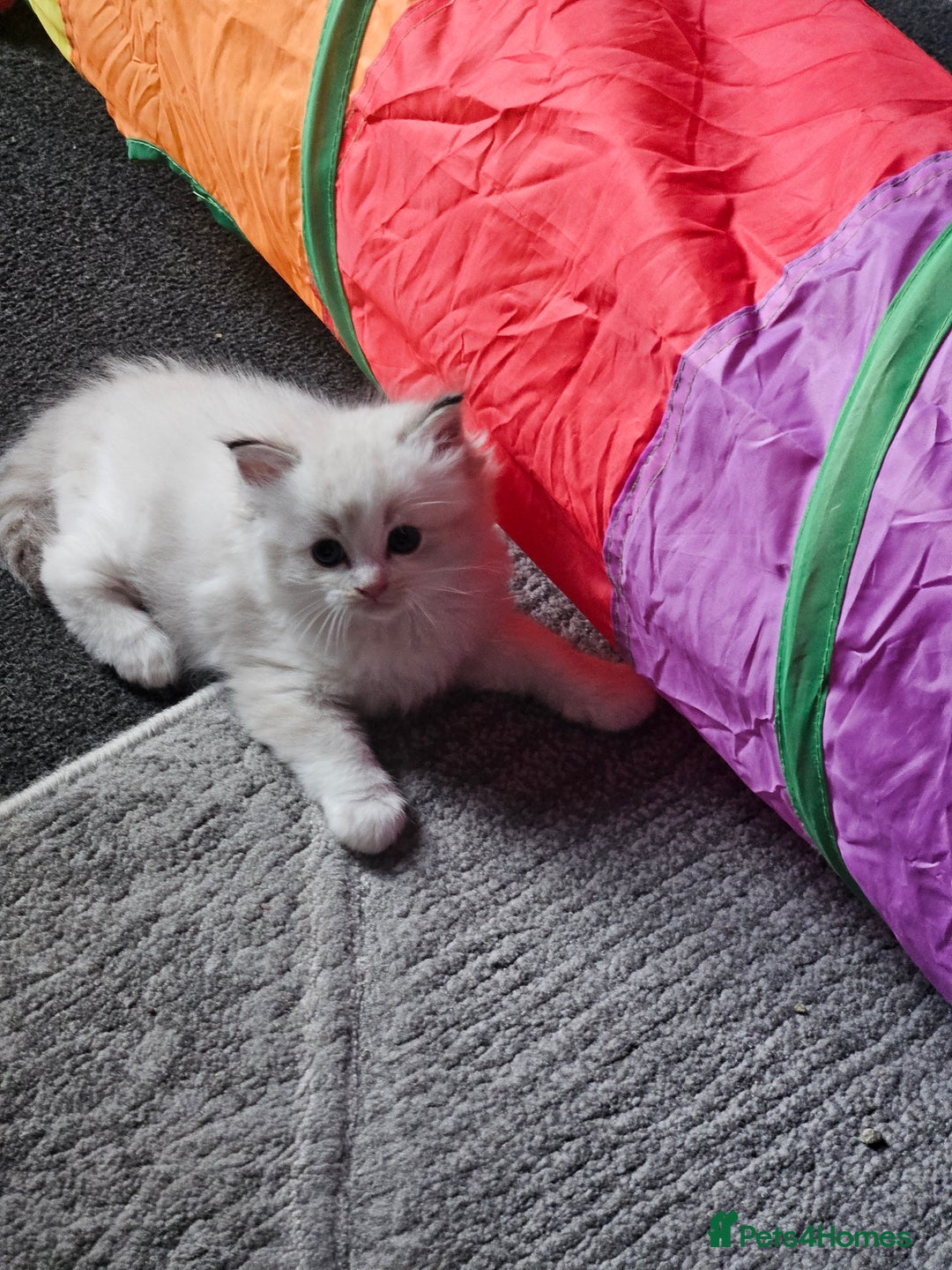 Ragdoll cats for sale: Tica registeeed tabby bicolour ragdolls - Image 30