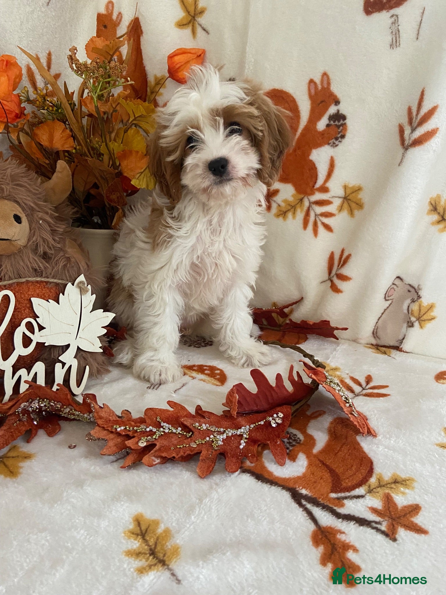 Cavapoo dogs F1 Cavapoo  - Advert 2