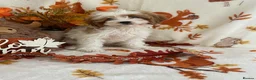 Cavapoo dogs for sale: F1 Cavapoo  - Advert 1