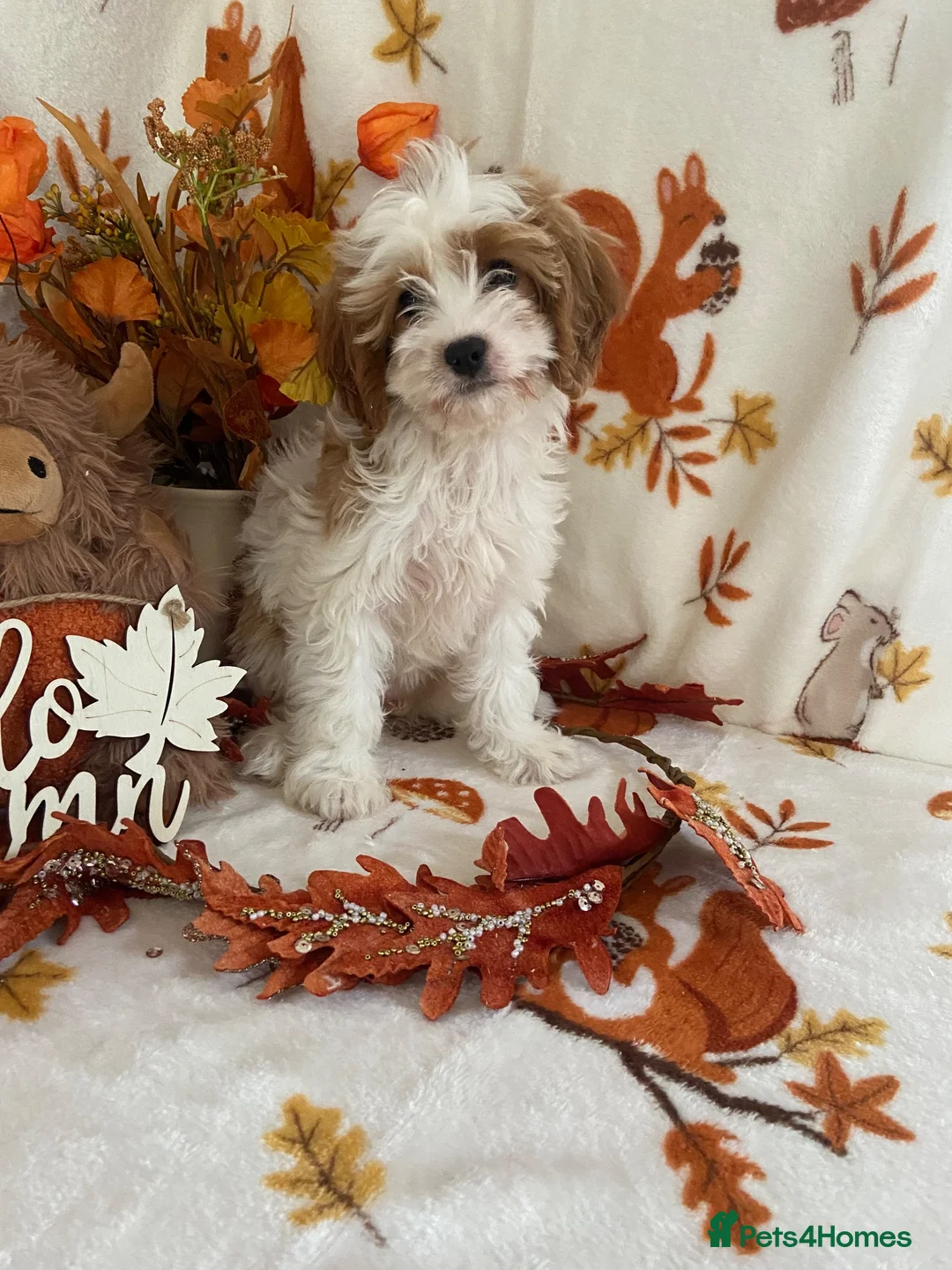 Cavapoo dogs for sale: F1 Cavapoo  - Advert 1