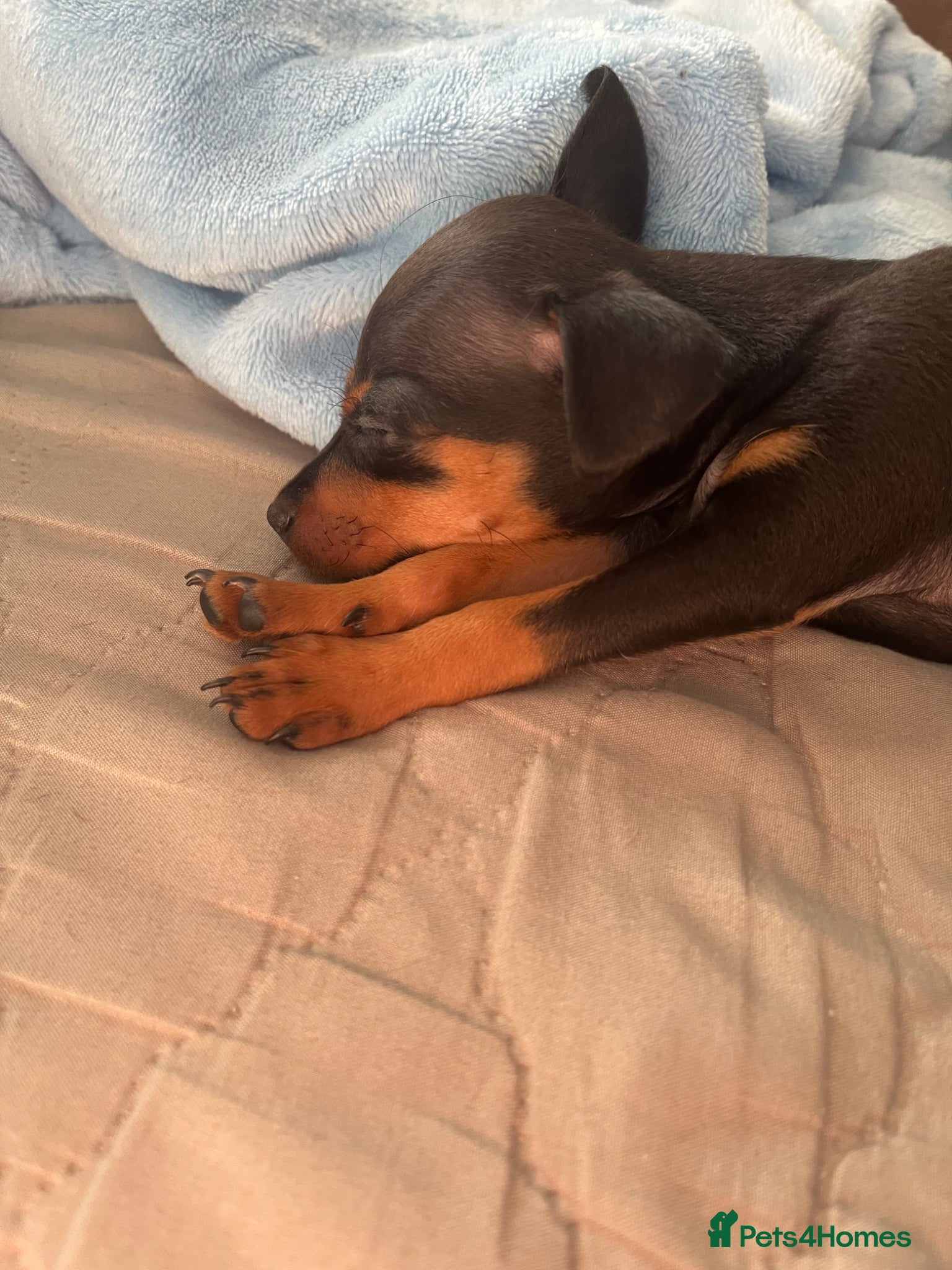 Miniature Pinscher dogs Beautiful 5generation pedigree min pin pupp - Advert 2