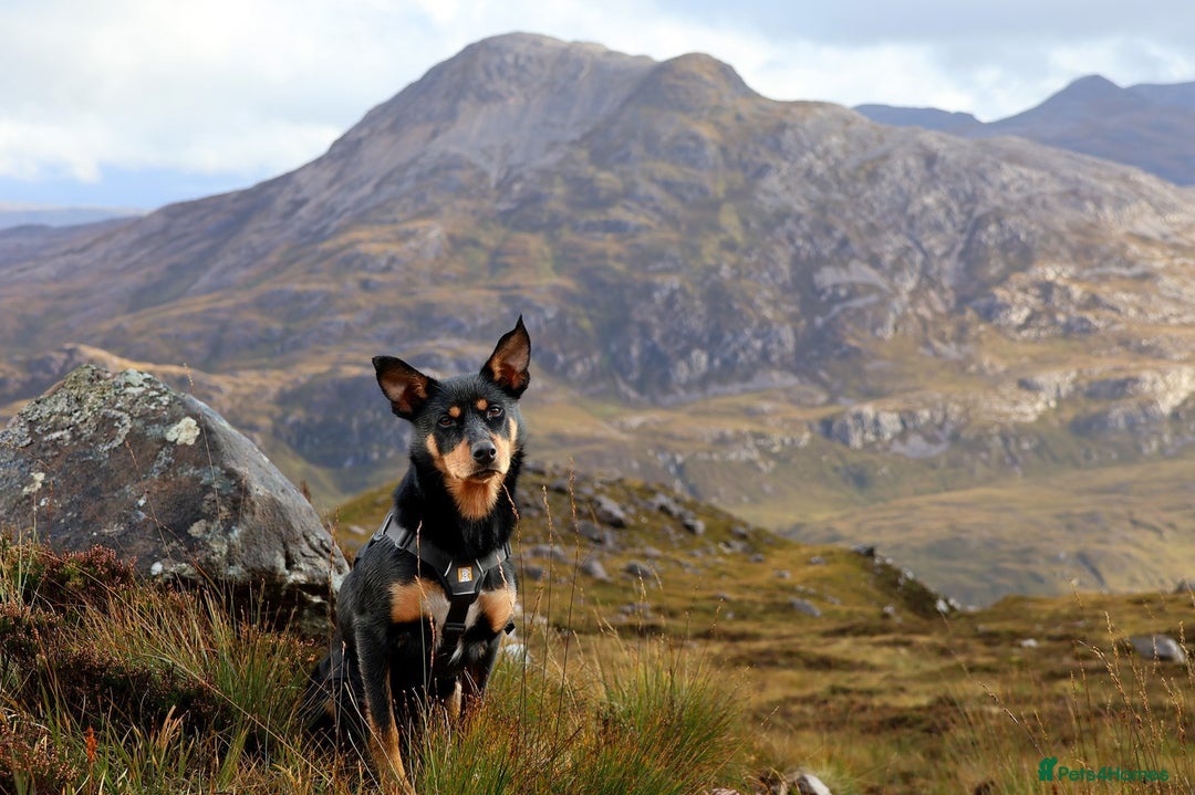 Mixed Breed dogs for sale: Australian Kelpie (75%) x Huntaway (25%) Puppies - Advert 6