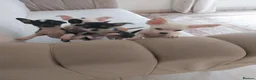 Chihuahua dogs for sale: Chihuahua puppies  in Kilmarnock - Advert 11