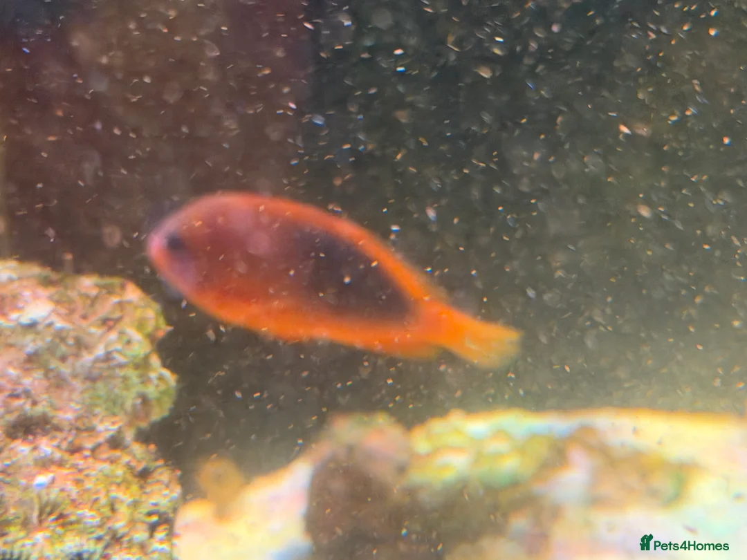 Angelfish fish for sale: mature marine tank closure  - Advert 12