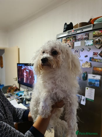 Bichon Frise dogs - Advert 1