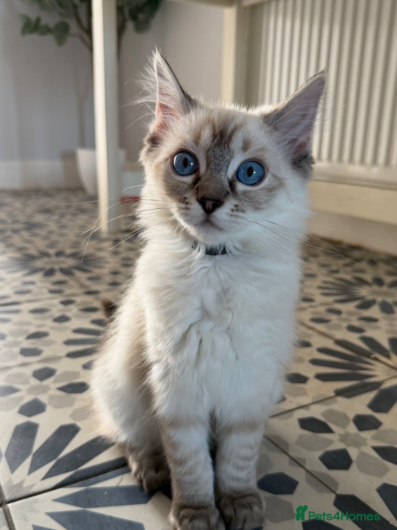Ragdoll cats 💖 Stunning Ragdoll Kittens GCCF READY NOW (Girl) - Advert 1