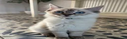 Ragdoll cats for sale: 💖 Stunning Ragdoll Kittens GCCF LAST ONE (Girl) - Advert 7