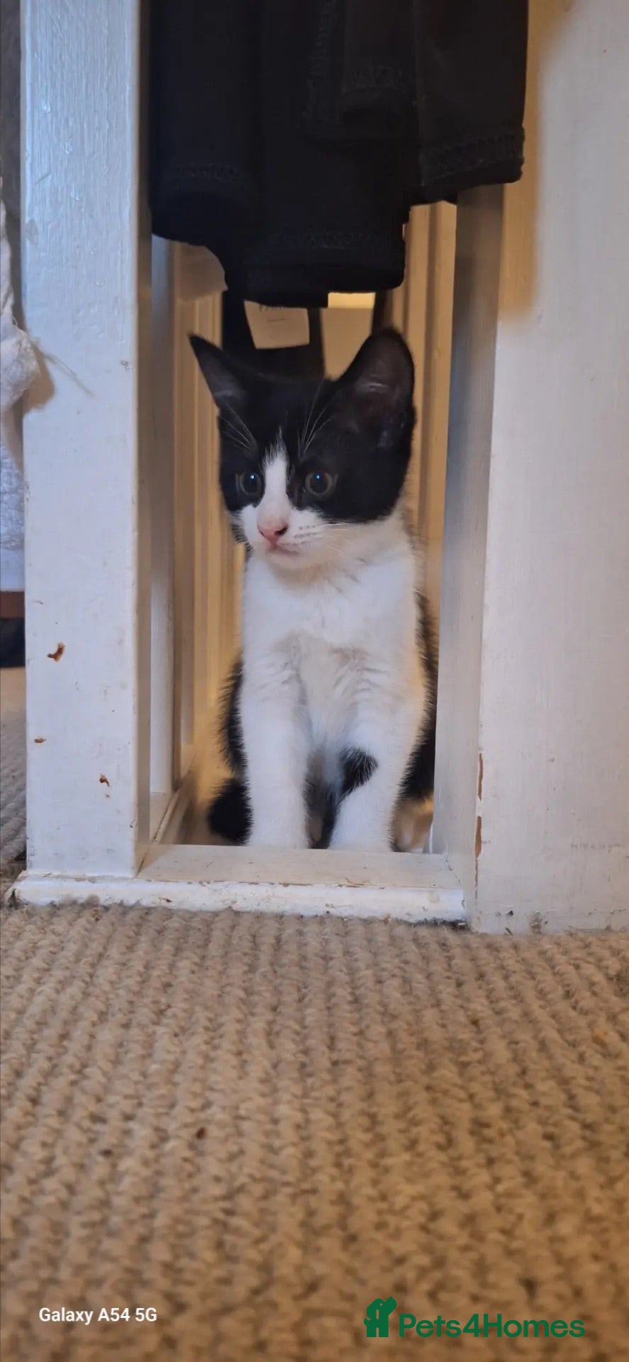 Mixed Breed cats 1 Male left! £50 ono - Advert 1