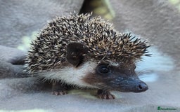 Pygmy Hedgehog rodents for sale: African Pygmy Hedgehog Hoglets  - Image 9