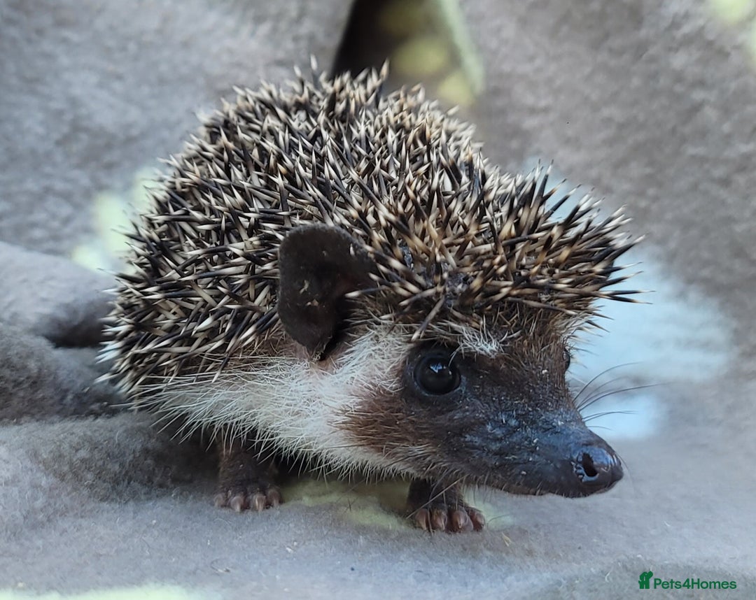 Pygmy Hedgehog rodents for sale: African Pygmy Hedgehog Hoglets  - Image 9