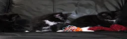 Turkish Angora cats for sale: Turkish Angora Mix Kittens - Advert 15
