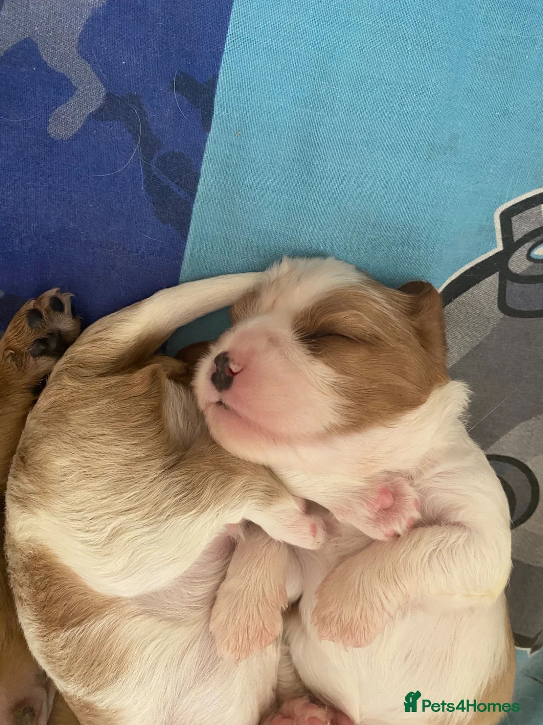 Cavalier King Charles Spaniel dogs for sale: Cavalier King Charles Spaniel - Advert 7