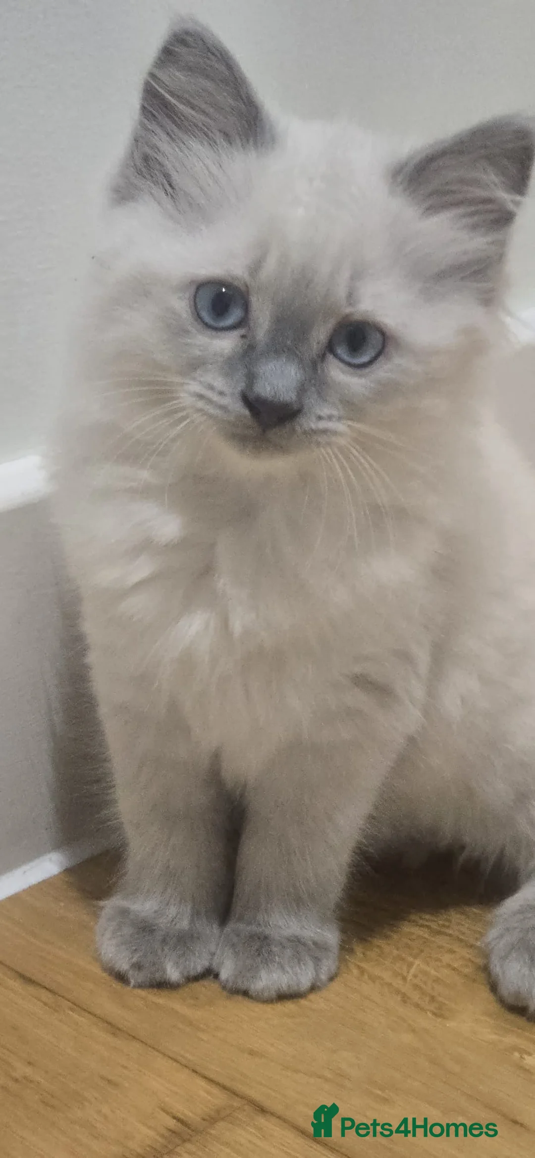 Ragdoll cats for sale: Ragdoll/Siberian mix kittens - Advert 1
