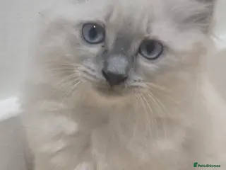 Ragdoll cats Ragdoll/Siberian mix kittens - Advert 1
